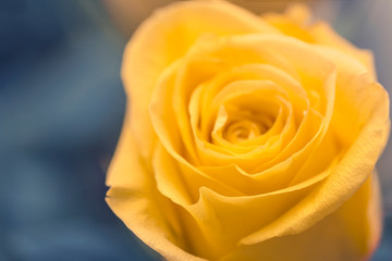 natural floral background yellow rose closeup macro