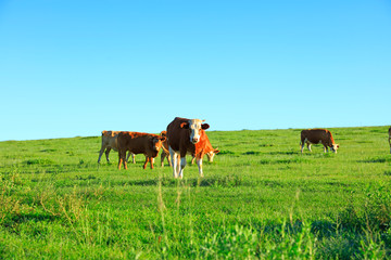 A herd of cattle on the prairie