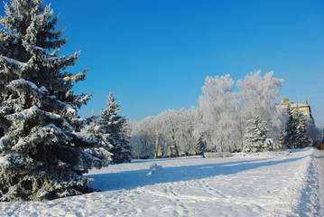 Landscape in a park with trees in hoarfrost with blue sky