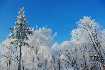 Landscape in a park with trees in hoarfrost with blue sky