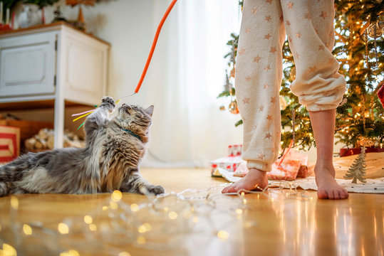 Girl standing by a Christmas tree playing with her cat