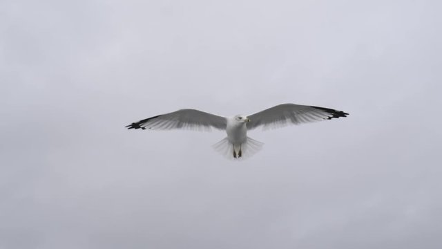 Seagull flying over Hudson River in New York City, USA