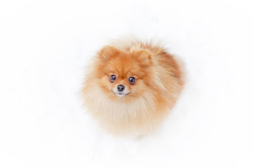 Puppy Pomeranian Spitz on a winter walk in the park. How to protect your pet from hypothermia. 