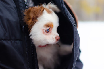 Puppy Chihuahua on a winter walk in the park. How to protect your pet from hypothermia.