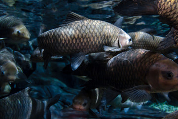 Macro photo of several fish