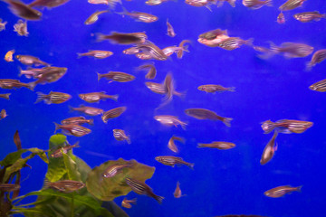 Macro photo of several fish