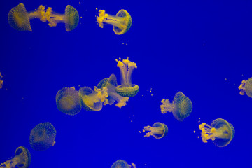 Obraz na płótnie Canvas Group of big yellow and blue jellyfishes