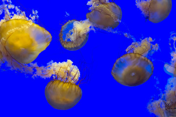Group of jellyfishes on a blue background