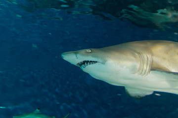 Fototapeta premium sand tiger shark in the profile view