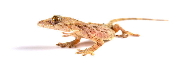 lizard close up on a white background