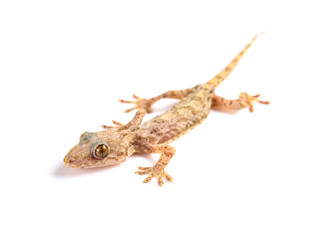 lizard close up on a white background