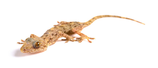 lizard close up on a white background