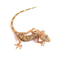 Naklejka premium lizard close up on a white background