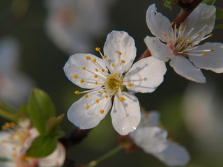 beautiful flowers of spring