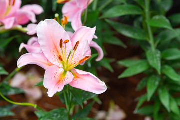 Close-up of Pink Lily flowers in garden.
