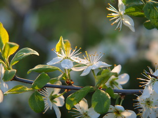 beautiful flowers of spring