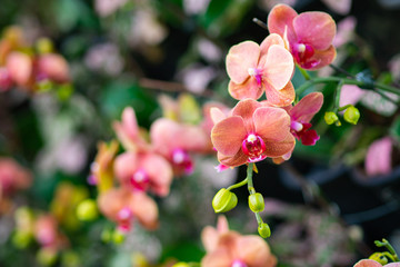 Naklejka na ściany i meble Close-up Of beautiful orchids.