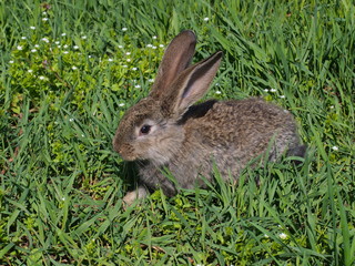 Naklejka na ściany i meble cute bunnies in the grass