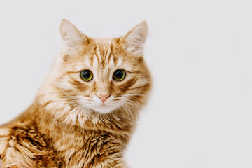 Ginger cat on a striped bedspread