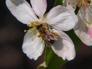 bees and bumblebees collect pollen on flowers