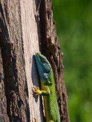  lizard on a tree