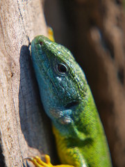  lizard on a tree