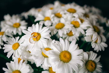 Obraz premium wedding rings on a bouquet of daisies