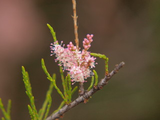 beautiful flowers of spring
