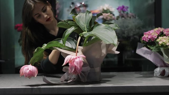 Woman florist packed up the pink flower Medinilla in pot onto the pink paper and takes care of it.