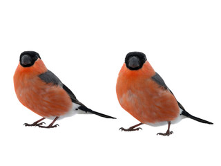 two male bullfinch on a white