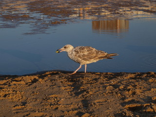  seascapes and birds of The Hague