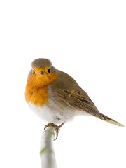 European robin (Erithacus rubecula) isolated on a white