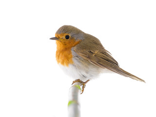 European robin (Erithacus rubecula) isolated on a white