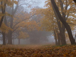  fog in the autumn forest