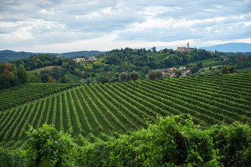 Fototapeta na wymiar Conegliano vineyard at daylight
