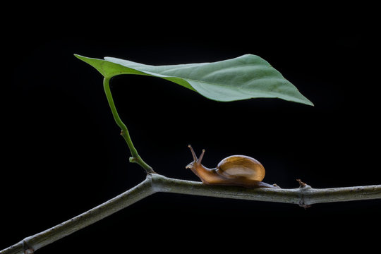 Close up of snail on twig