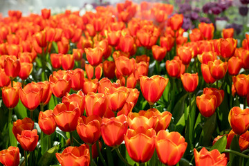 Fresh orange tulips in the garden.