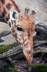 Giraffe`s head. The tallest living terrestrial animal and the largest ruminant. Latin name - Giraffa camelopardalis