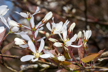 Amelanchier lamarckii a small deciduous tree with white snowy flowers in early spring commonly known as snowy mespilus or juneberry
