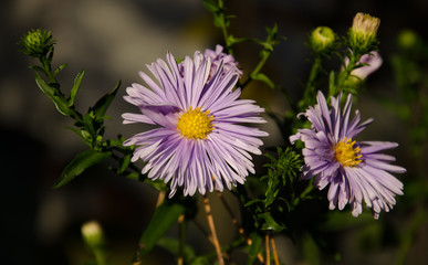 Garden Aster flowers in warm sunlight closeup shot