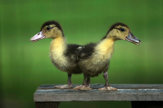 Two ducklings on a wooden bench, Indonesia