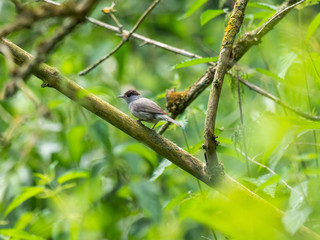 Female Blackcap Bird