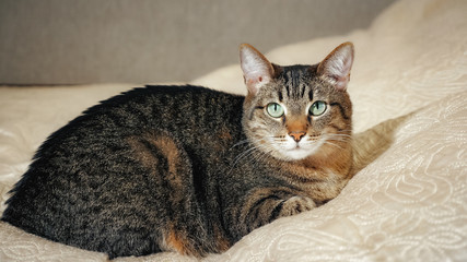 A cat lying on the sofa and looking at camera, close up.