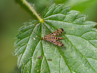 Scorpion Fly - Panorpa communis