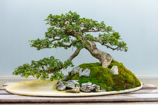 drachenbaum online kaufen Drachenbaum Zimmerpflanze 31cm 140cm online kaufen