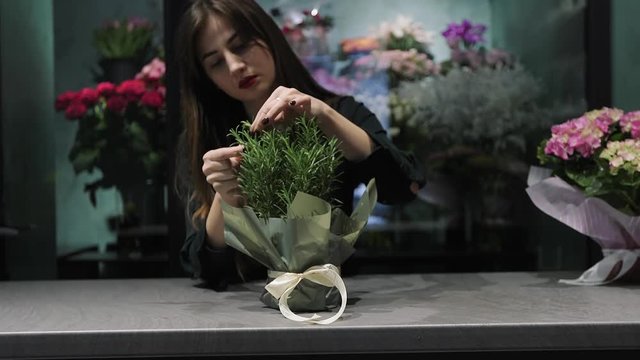 Professional woman florist in floral shop makes bouquet in pot from rosemary.