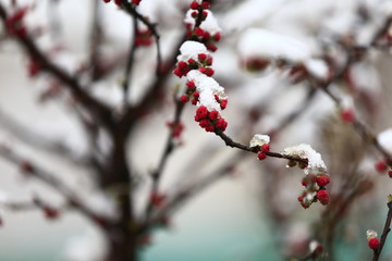 Peach blossom, the snow landscape