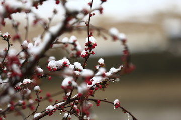 Peach blossom, the snow landscape