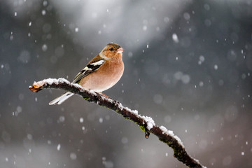 Fringuello sotto la neve