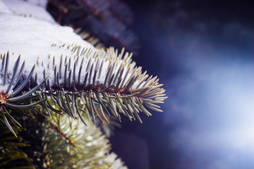 fir branches with snow lying on them